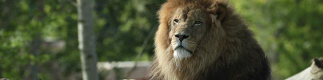La Terre des Lions - visiter le zoo de Beauval