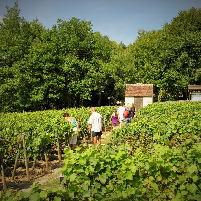 Loge Conservatoire de la vigne à Châteauvieux