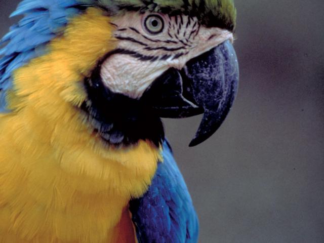 Les Maîtres des Airs, spectacle au ZooParc de Beauval, perroquets