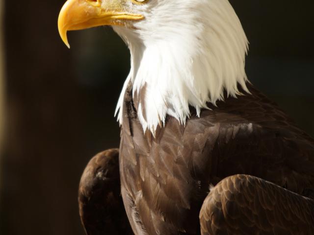 Les Maîtres des Airs, spectacle au ZooParc de Beauval, aigles