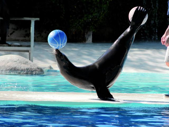 Spectacle Otaries Zooparc De Beauval Conseils Visite Plan