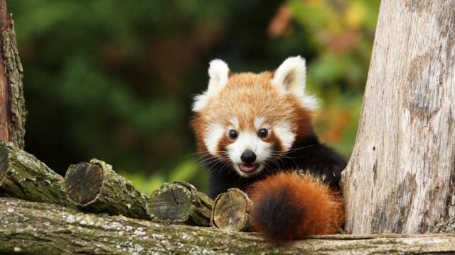 Panda Roux Bebes Zooparc De Beauval