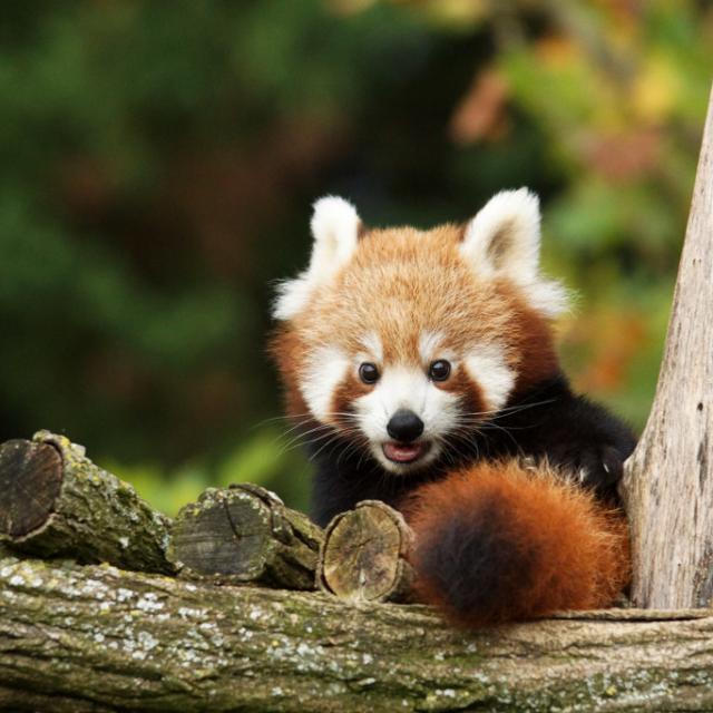 Panda Roux Bebes Zooparc De Beauval