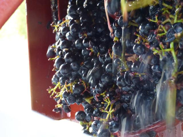 Domaine De La Mechiniere Mareuil Raisin Vin De Touraine