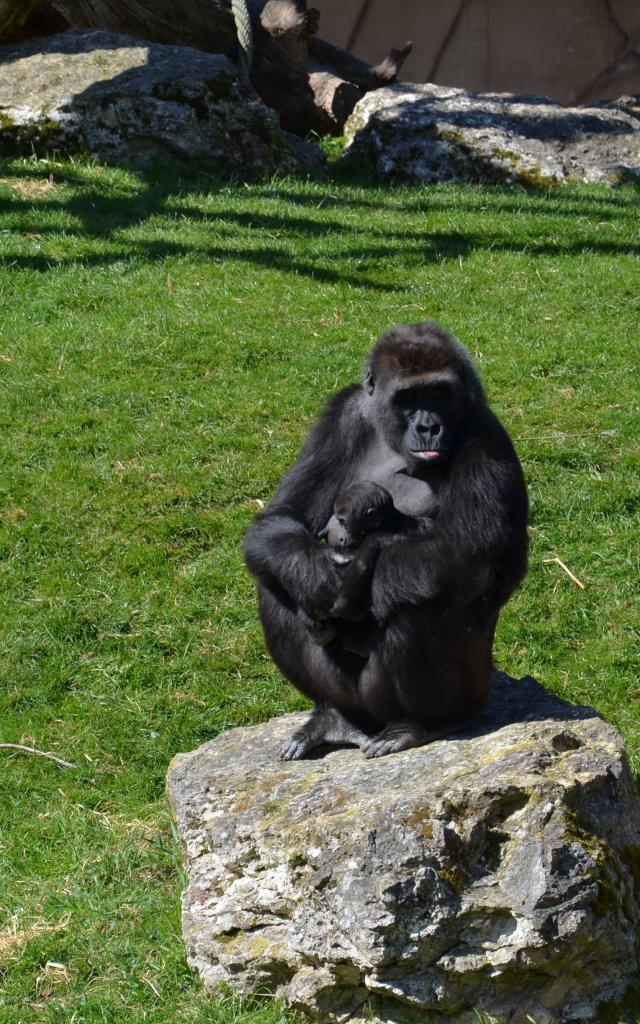 Experience Chimpanzes Beauval
