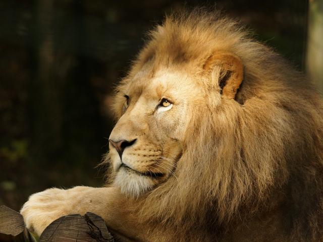 Experience Louise Lion Beauval Visite
