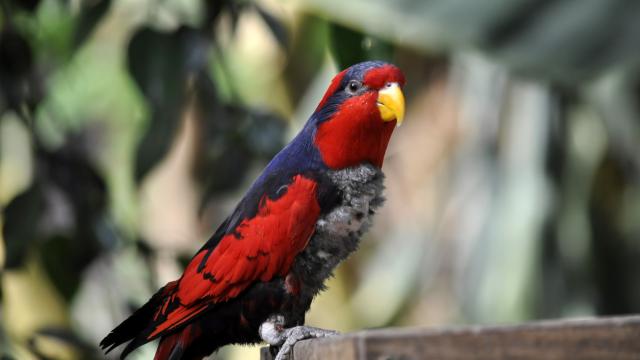Oiseaux Zooparc Beauval Volière (1)