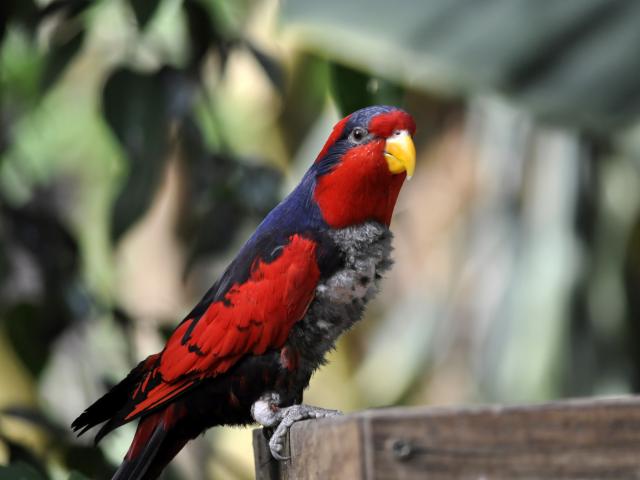Oiseaux Zooparc Beauval Volière (1)