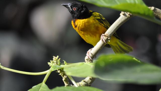 Oiseaux Zooparc Beauval Volière (2)