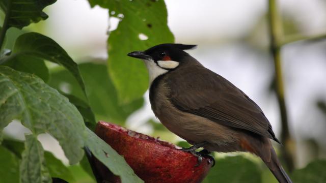 Oiseaux Zooparc Beauval Volière (3)