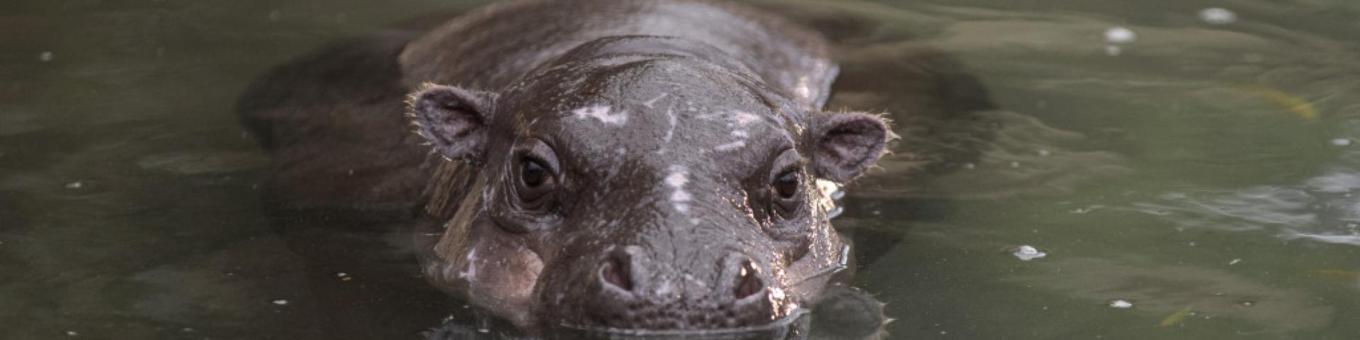 Biodome of Beauval ZooParc