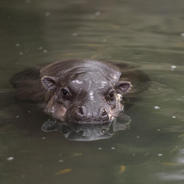 Biodome of Beauval ZooParc