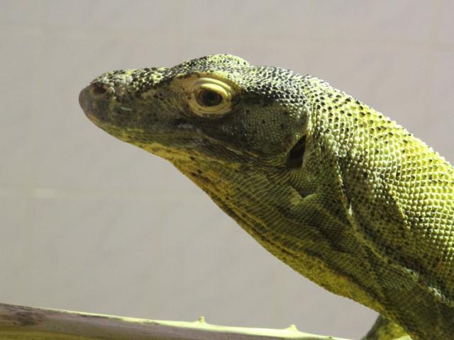 Zoo De Beauval Dome Equatorial Dragon De Komodo