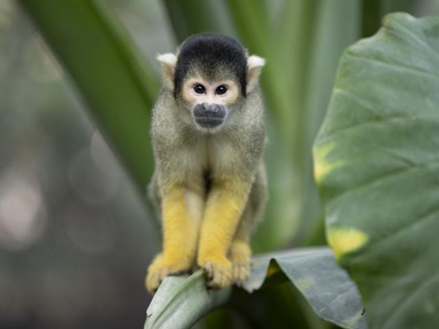 Zoo De Beauval Dome Equatorial Primates