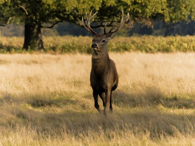 Cerf Sortie Nature Brame Foret