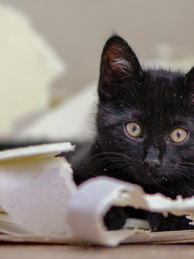 Tourisme Communication Maitrisee Conception Veille Production...