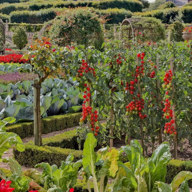 Chateau villandry Potager Ete
