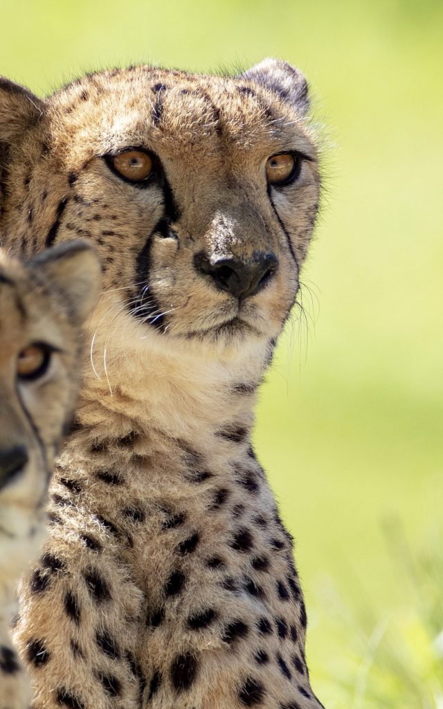 4777c8 Le Territoire Des Guepards Ap9i9035 5eda4b63a4f5b