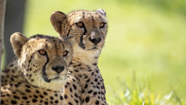 4777c8 Le Territoire Des Guepards Ap9i9035 5eda4b63a4f5b