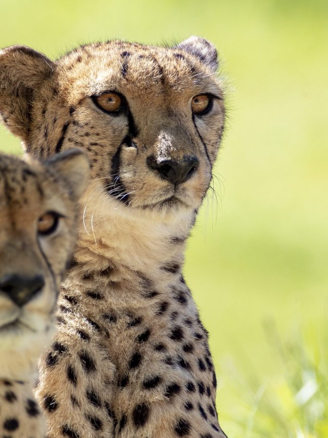 4777c8 Le Territoire Des Guepards Ap9i9035 5eda4b63a4f5b