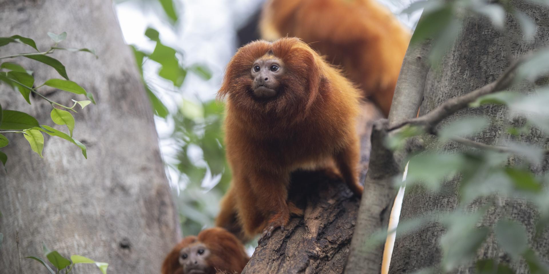Tamarins Zoo De Beauval Conseils De Visite