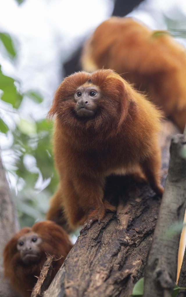 Tamarins Zoo De Beauval Conseils De Visite