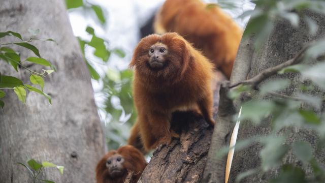 Tamarins Zoo De Beauval Conseils De Visite