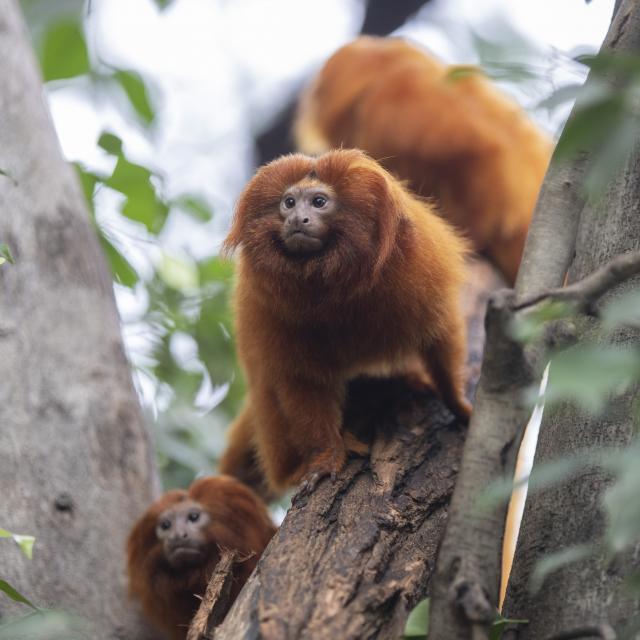 Tamarins Zoo De Beauval Conseils De Visite