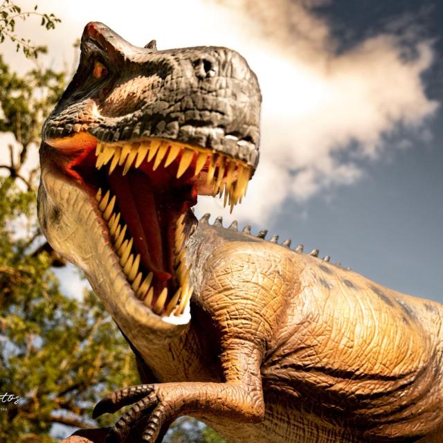 Giganotosaurus Nouvel Encart Expo Dashanpu