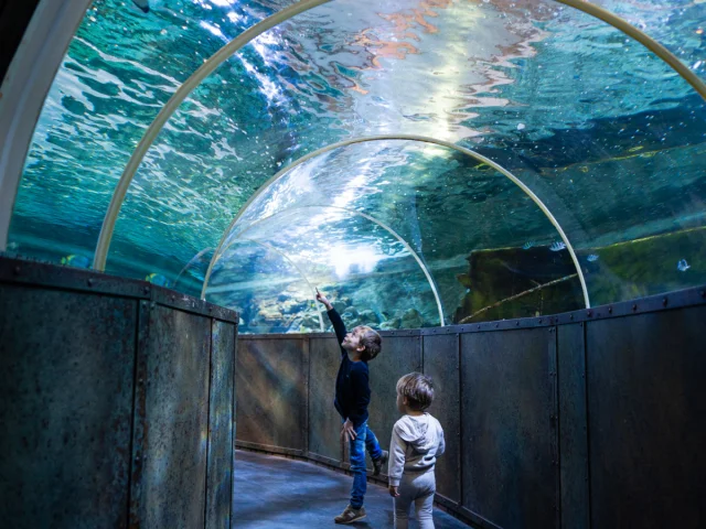 Enfants dans le tunnel aux requins de l'Aquarium de Touraine à Lussault-sur-Loire en Indre-et-Loire