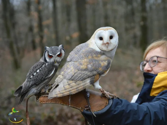 Deux chouettes posées sur la main d'un fauconnier en pleine nature, dans la forêt de Montrichard en Sud Val de Loire
