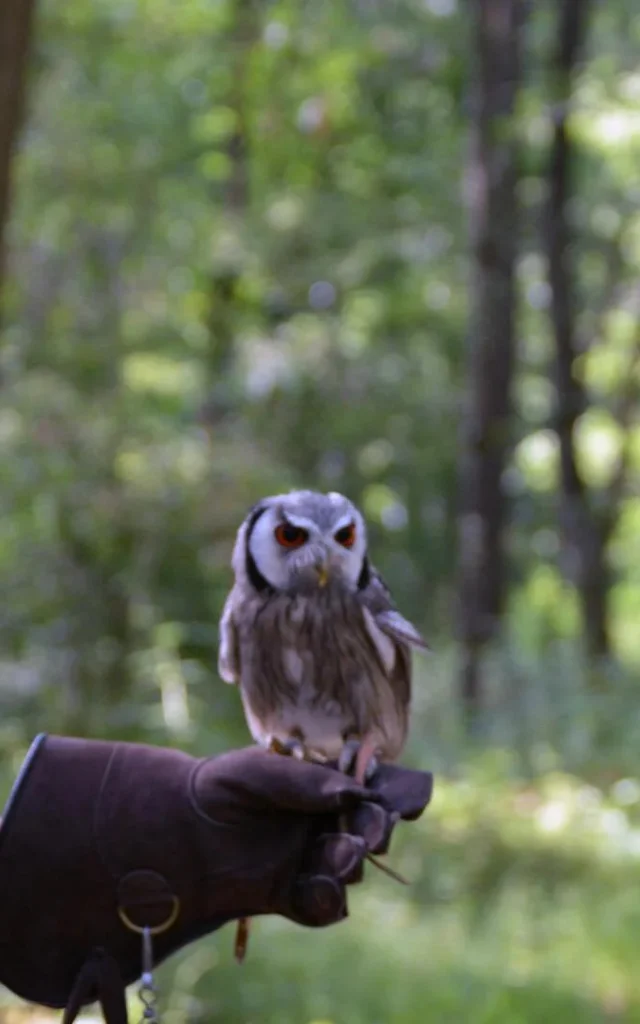 Une chouette posée sur la main d'un fauconnier en pleine nature, dans la forêt de Montrichard en Sud Val de Loire