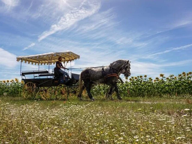 Calèche tirée par deux chevaux sous un grand ciel bleu, à Châtillon-sur-Cher en Sud Val de Loire