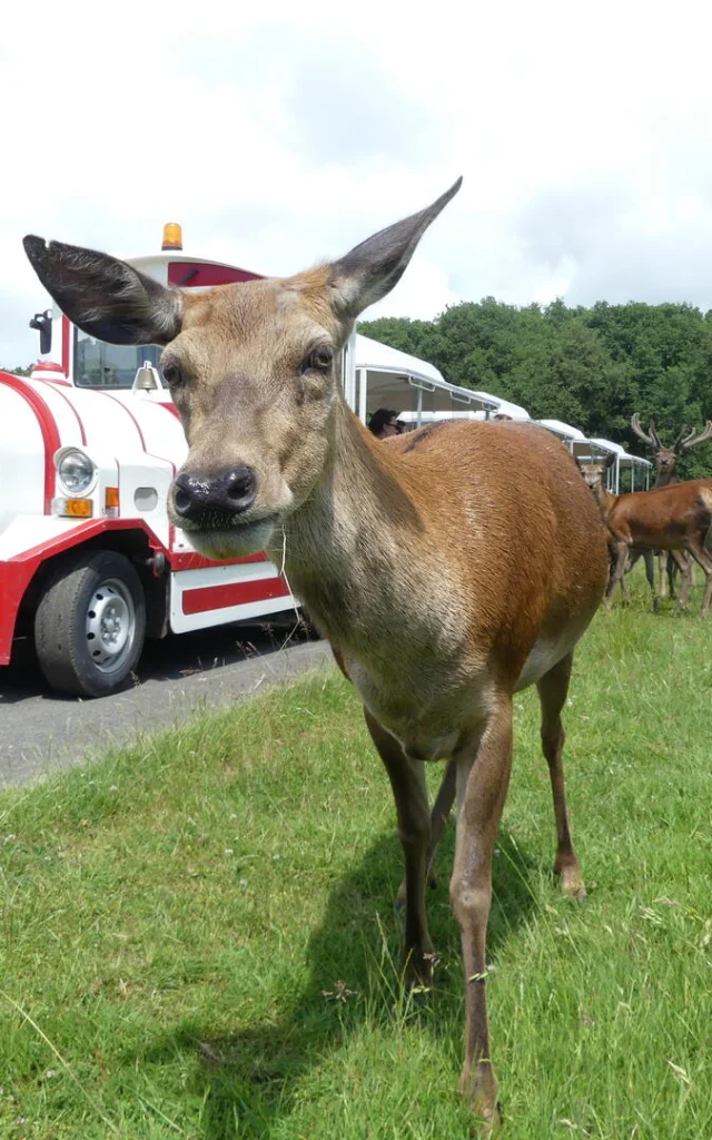 Biche devant le Safari Train de la Réserve de Beaumarchais à Autrèche, en Indre-et-Loire