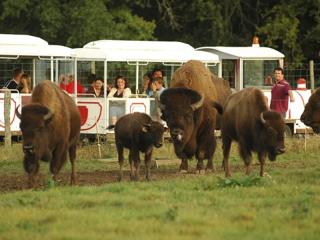 Troupeau de bisons d'Amérique devant le Safari Train de la Réserve de Beaumarchais à Autrèche en Indre-et-Loire