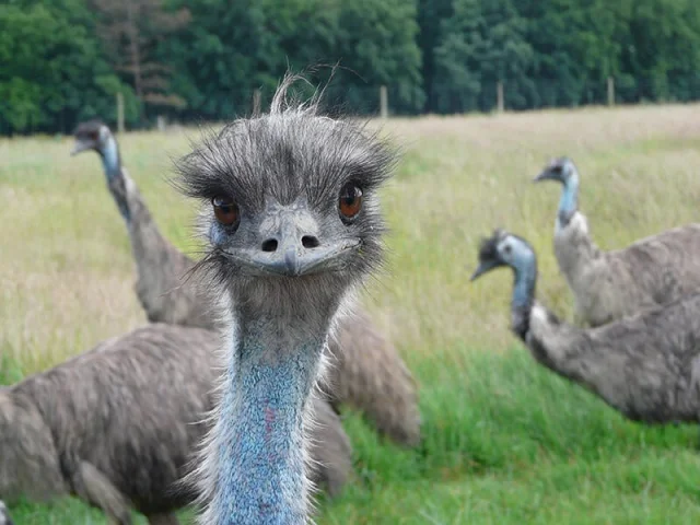 Autruche en pleine nature, face caméra, à la Réserve de Beaumarchais à Autrèche, en Indre-et-Loire