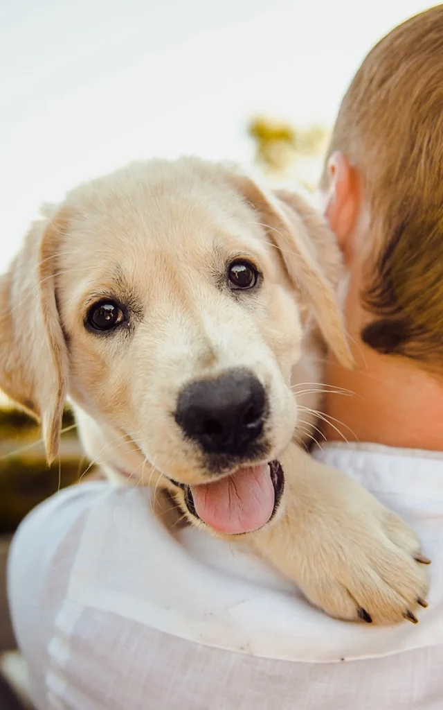 Dog 3344414 1280