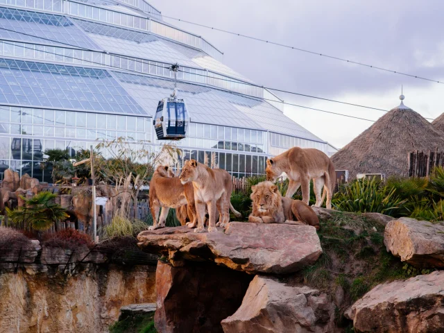 Zoo Beauval Sud Val De Loire Agence Les Conteurs 15
