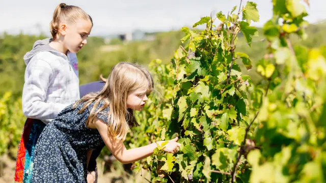 Les viticulteurs du Sud Val de Loire